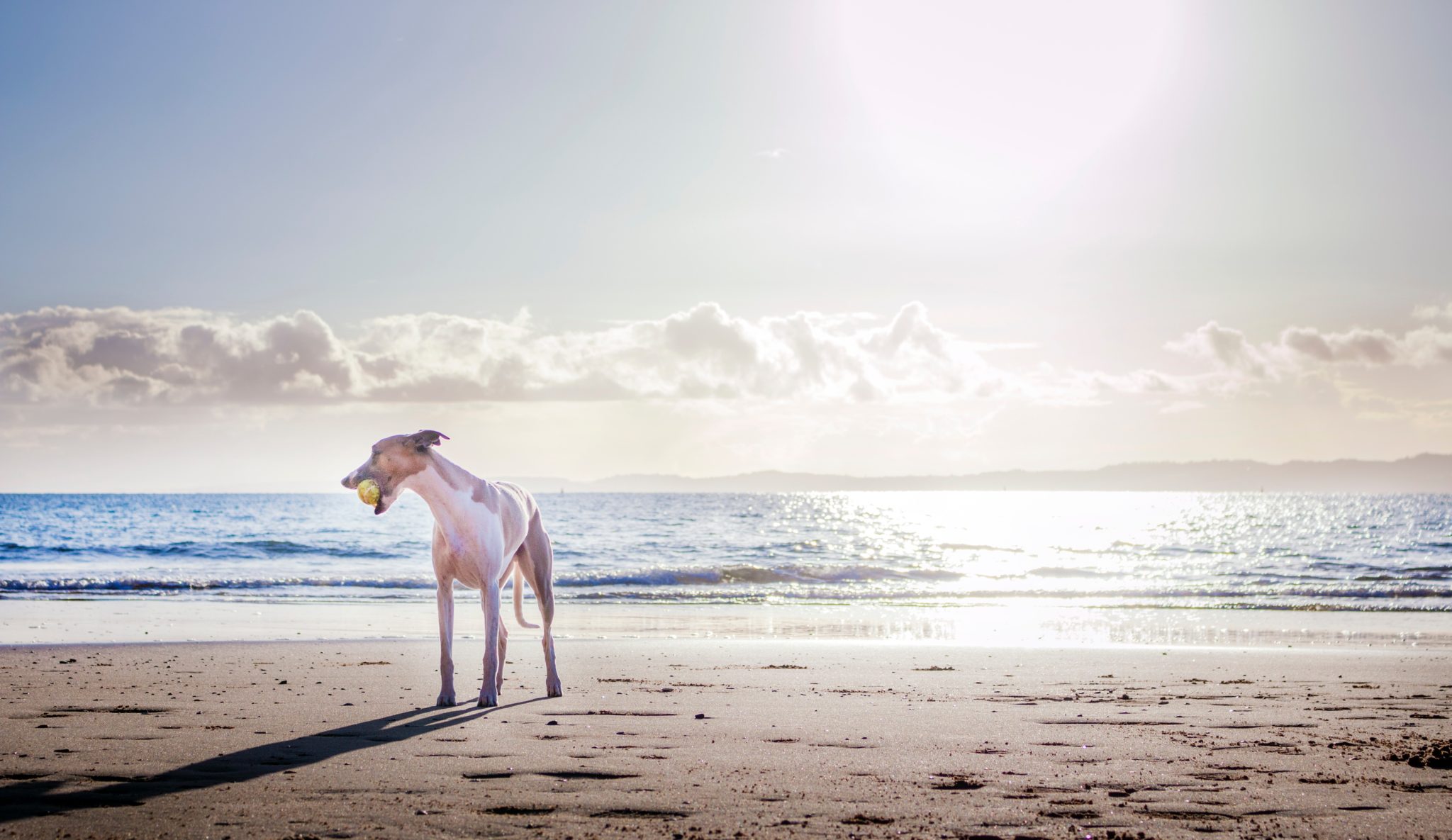 Spiagge Per Cani Le Migliori Lega Nazionale Per La Difesa Del Cane