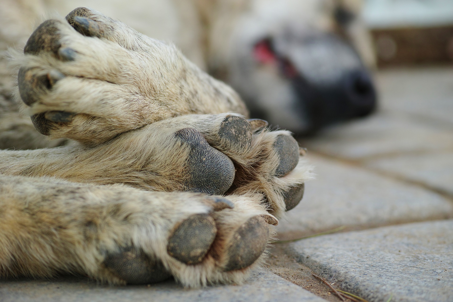 Artrosi Canina E Felina Come Curarla Lega Nazionale Per La Difesa