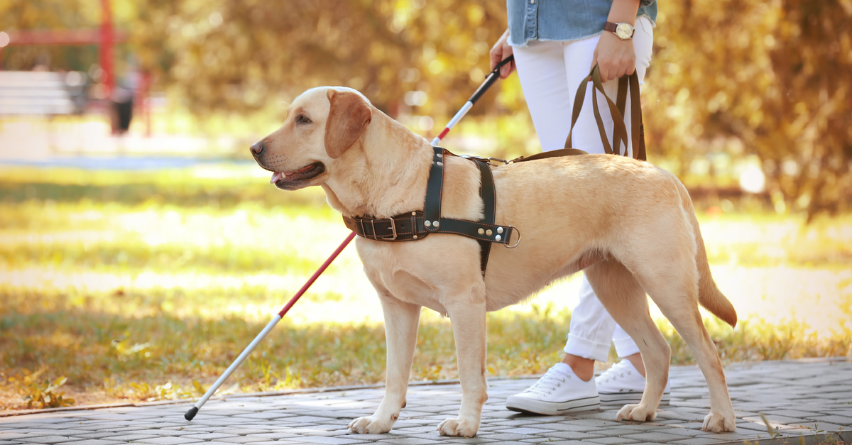 Cosa Dobbiamo Sapere Sui Cani Guida Per Non Vedenti - Lega Nazionale ...