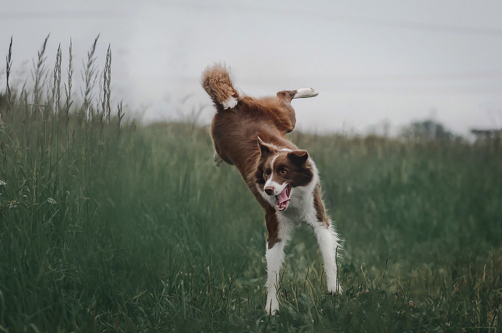 I cani sorridono davvero? Ecco cosa esprime il sorriso dei nostri amici a  quattro zampe - greenMe